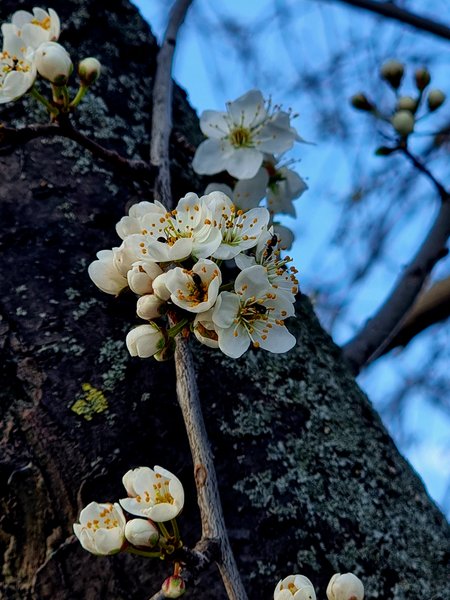Spring first flowers shots 📷