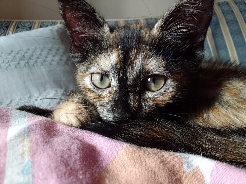Photo Shoot of my cute cat Luna ❤️🐱😍