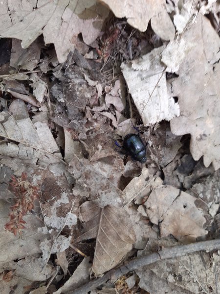 Bizarre vous avez dit bizarre ? [FR]
