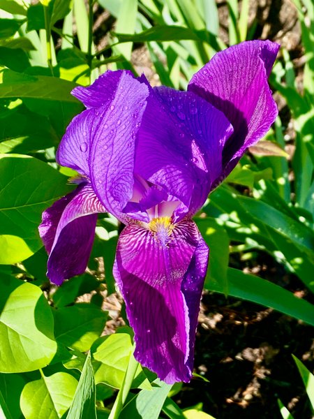 Iris