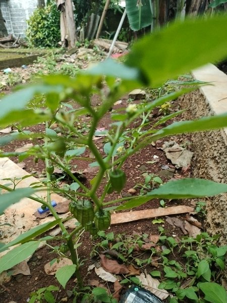 Physalis Angulata Traditional Medicinal Wild Plants