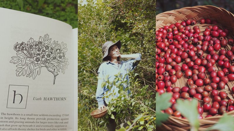 The Folklore of Hawthorn