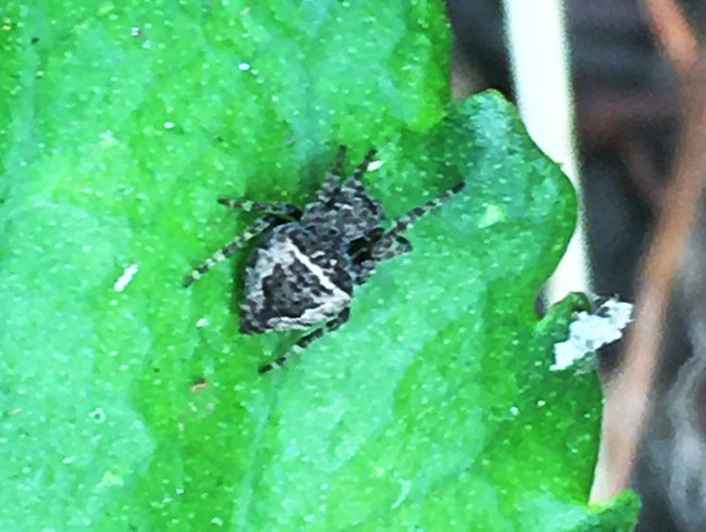 ชีวิตเล็กๆที่เรียกว่าแมลง = Insect & Spider Lovers = 1,141 = {Garden Orb Weaving Spiders}
