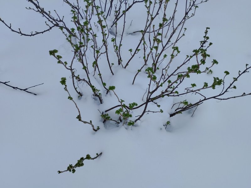 Snow storm in April garden