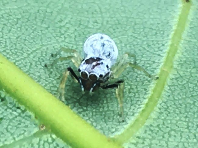 ชีวิตเล็กๆที่เรียกว่าแมลง = Insect & Spider Lovers = 1,146 = {Phintella debilis}