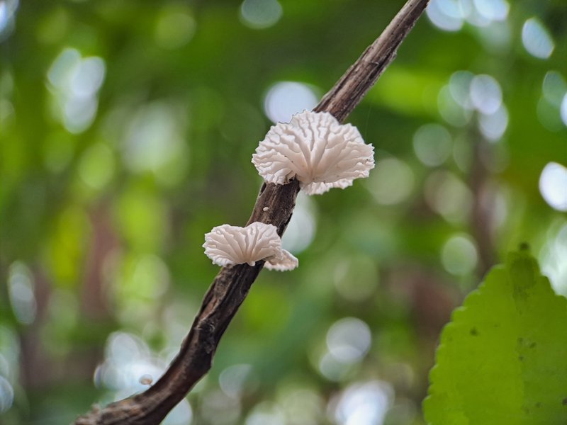 Fungi Friday - Tap shell mushroom and octopus mushroom