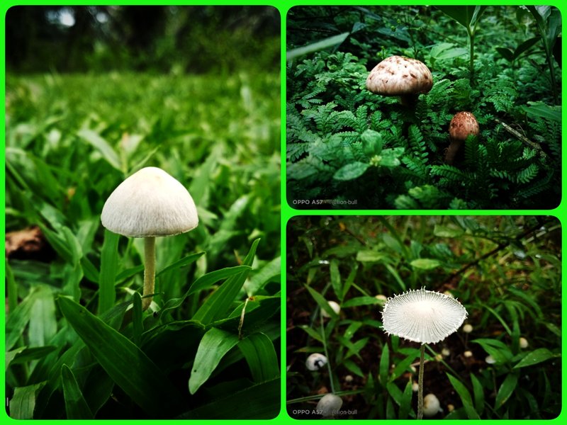 Fungi Friday | They are compact together with the green nature