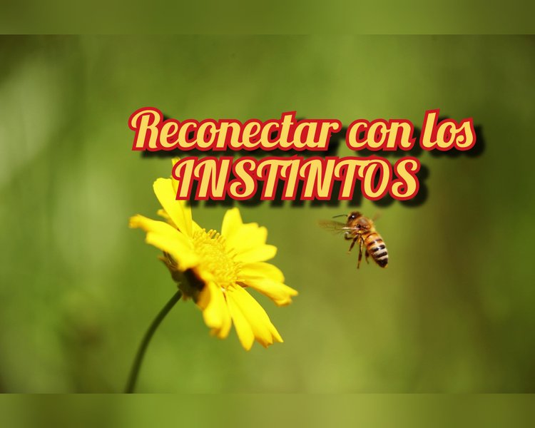 Instinto y razon | Instinct and reason