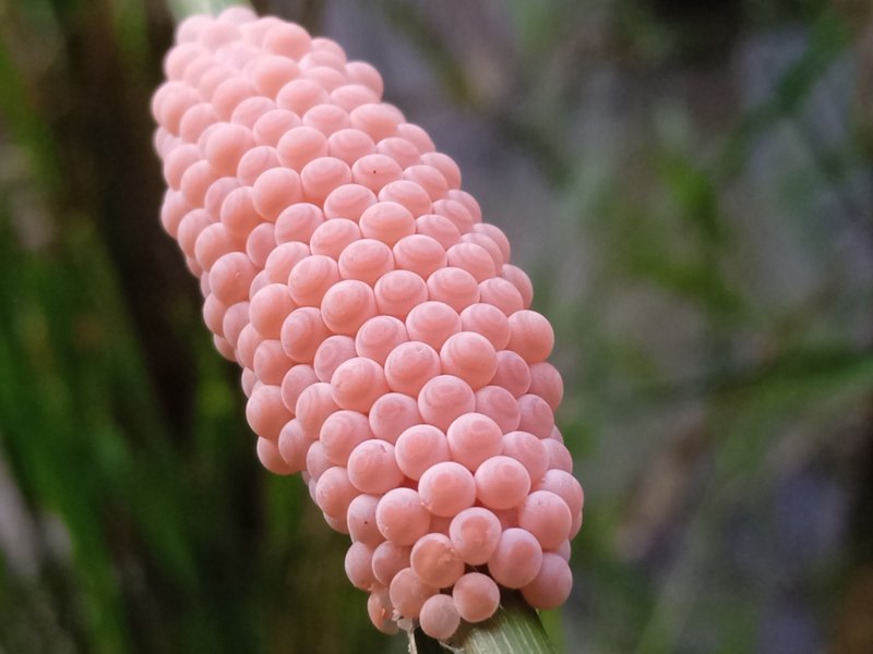 Pomacea canaliculata
