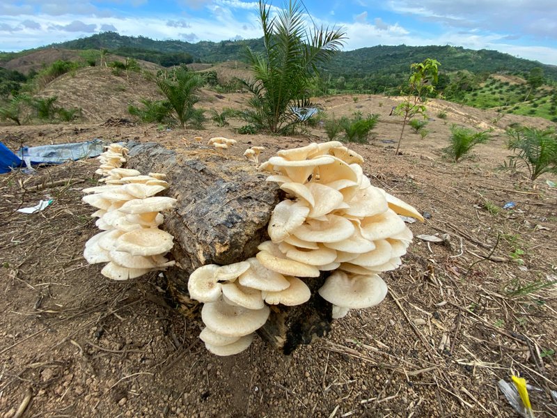 Lentinus concavus
