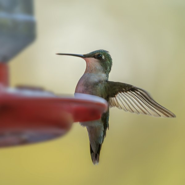 Ruby throated Hummingbird 