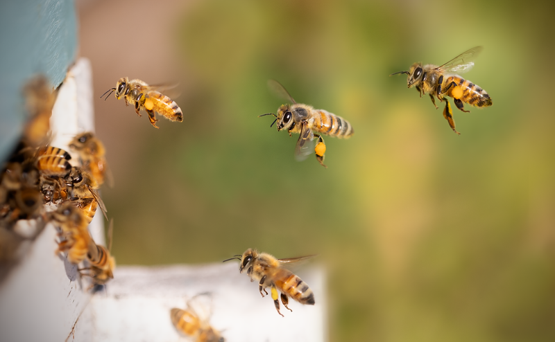 HIVE PROGRESS - The Busy Bees 2025🐝🐝🐝 Progress Report Week 20