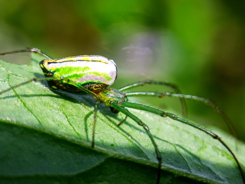  PhotoFeed Contest - Macro Photography Round 68