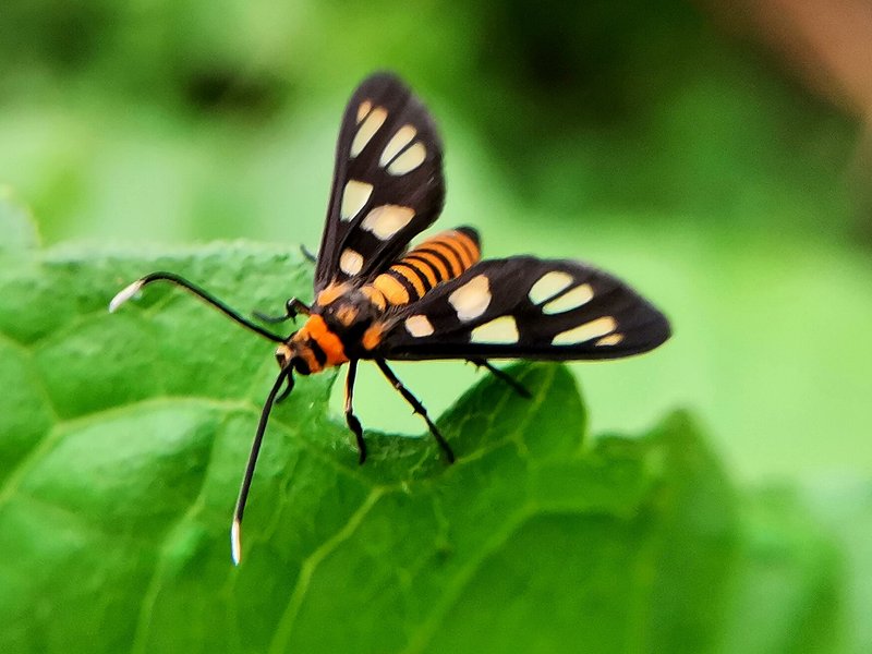 a small beetle that is colored like a tiger