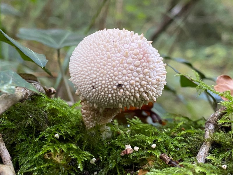 Lycoperdon Perlatum - edible Puffbals gallore