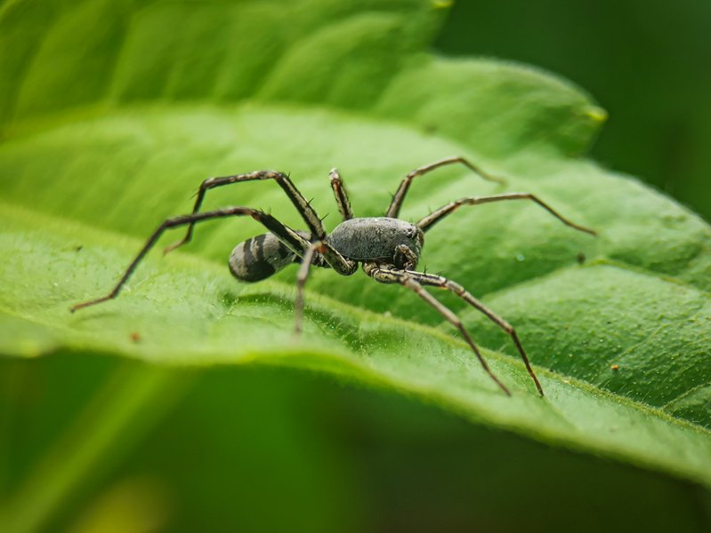 Macrophotography //Unique spiders 
