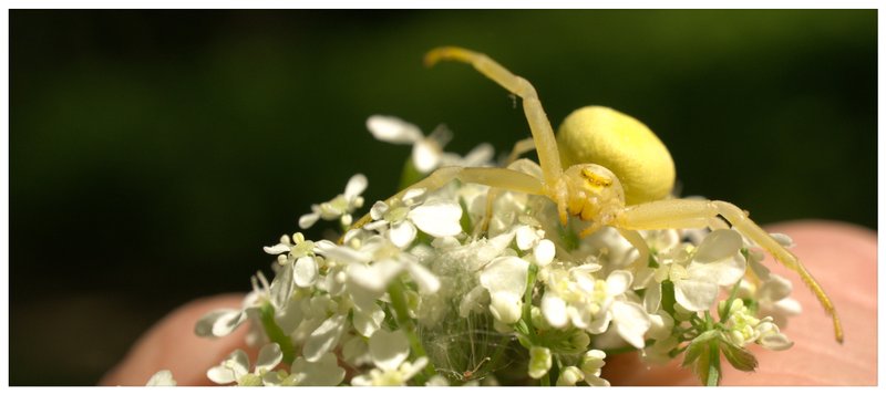 The life of the garden