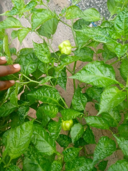 First fruit of my pepper