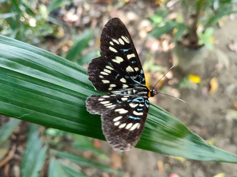 Photographing a small butterfly perched on a tree branch