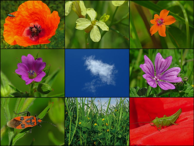 WILD COLORS OF THE SUNNY AFTERNOON