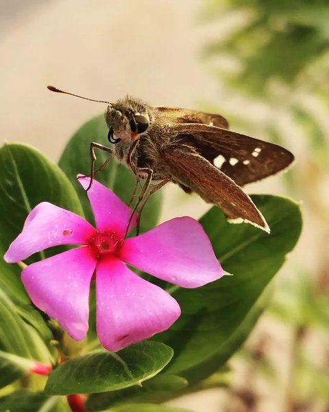 Amazing shot of the butterfly