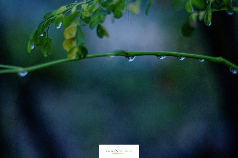 Blessed Rain after Drought 