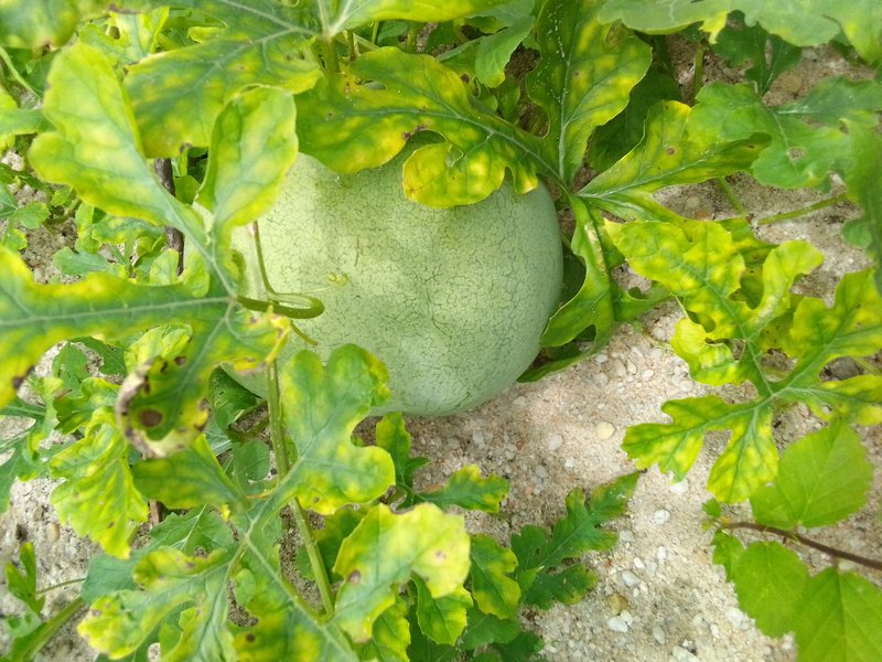 My post about melon plants and seeds