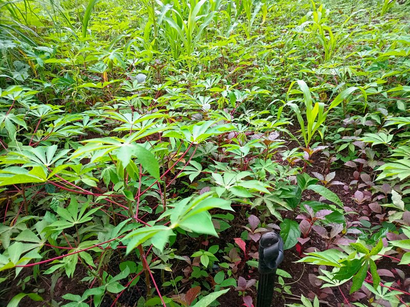 Hive Garden QOTW #10 : I practice hand weeding 