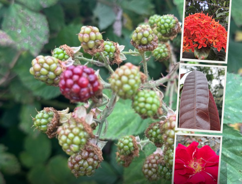 Today I appeared in you with some beautiful photographic posts I took.