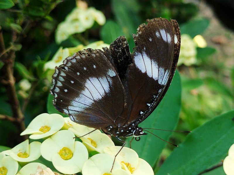 Great eggfly butterfly 