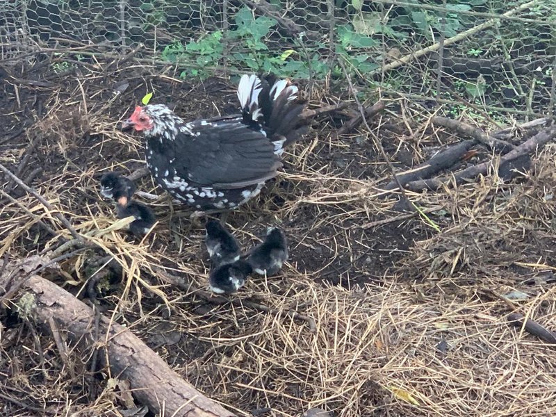 Don't Count Your Chickens After They Hatch