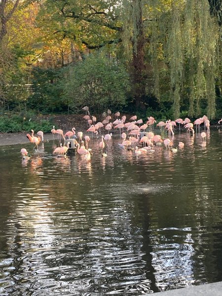 Weekend Experience with our Feathered friends