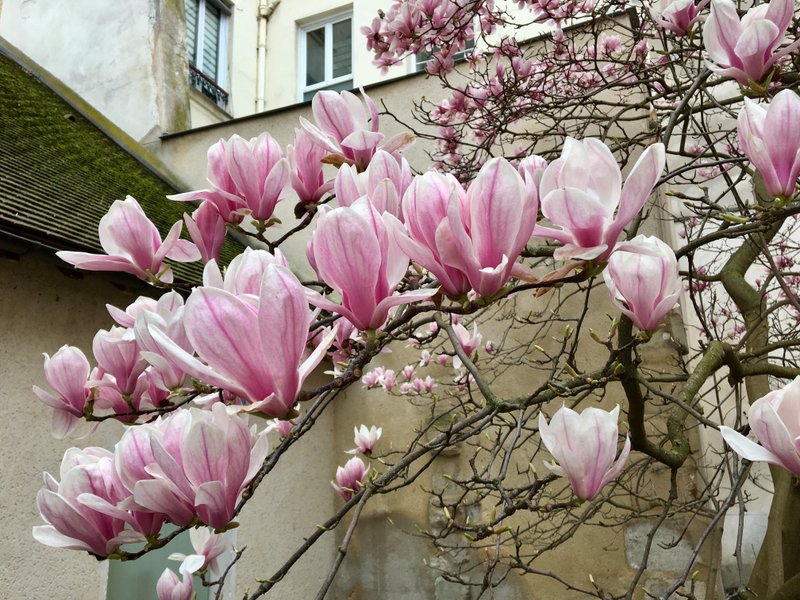 How is your Spring going ?