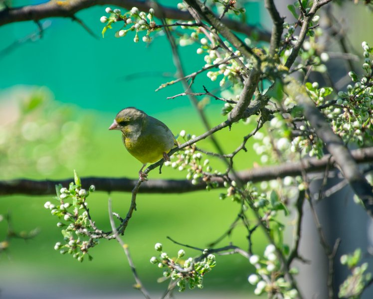 The Greenfinch and the Blooming Thorn (7pics)