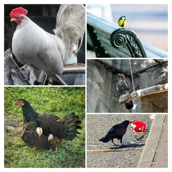 Winners Of Show Me A Photo Contest Round 219 in Feathered Friends Community