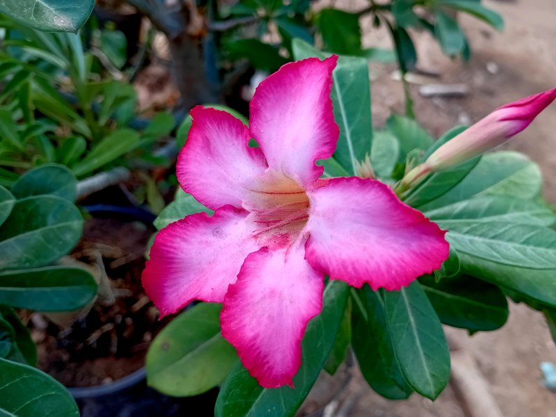 Las plantas rosas del desierto y los métodos que utilizo para su cuidado.