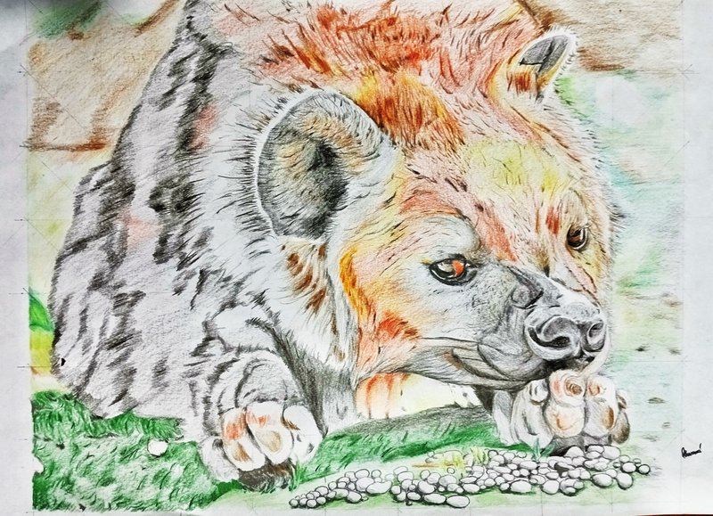 Hyena-Colored pencils
