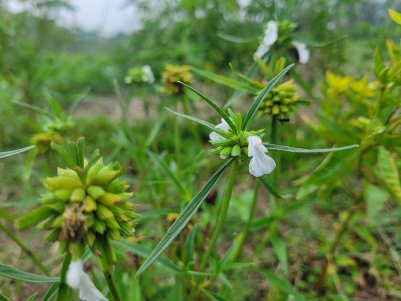 Today I photographed this unknown flower.