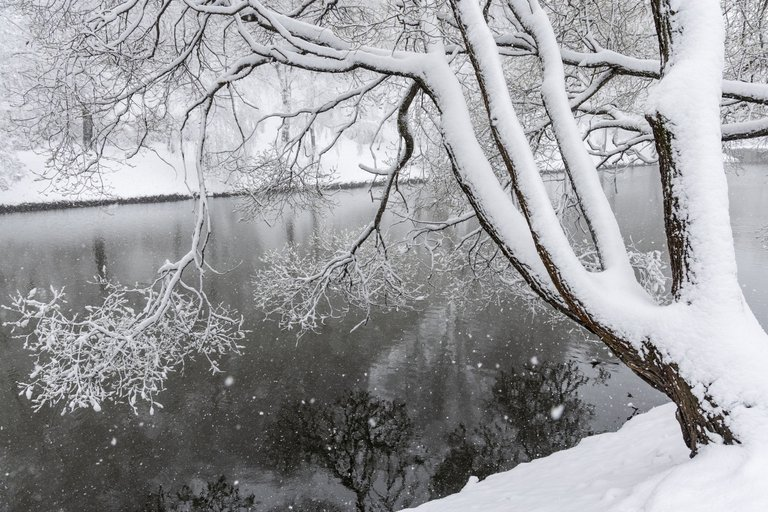 Crazy snowfall. Trees and nature