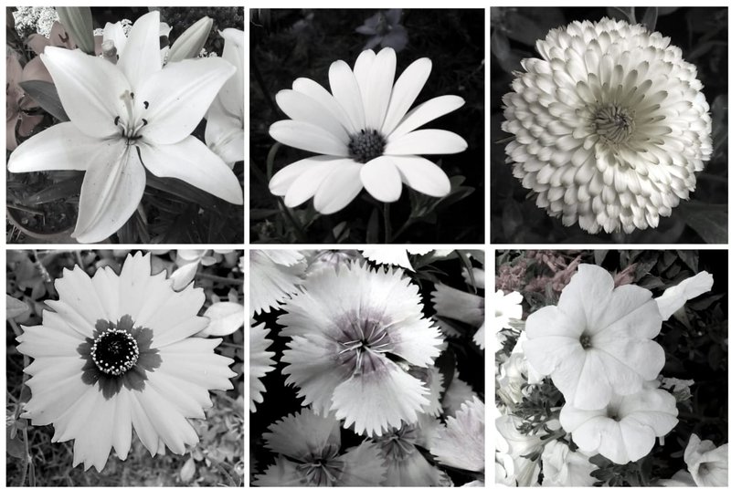 Fabulous Flowers Monochromes ( Black and White) !