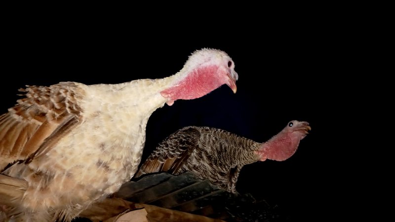 [ENG/ESP] The turkeys now have their favorite place to sleep/ Los pavos ahora tienen su lugar favorito para dormir.