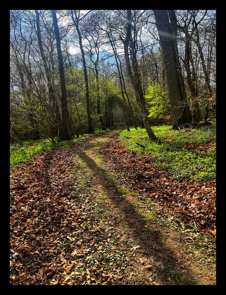 A wonderful walk in the Beech forest!