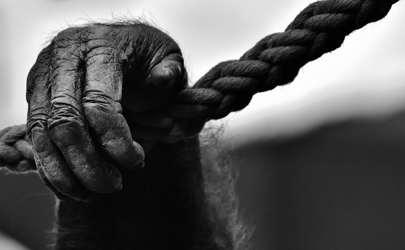 ¿Somos Animales Racionales o Humanos Instintivos?