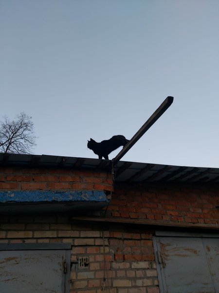 Caturday on Saturday