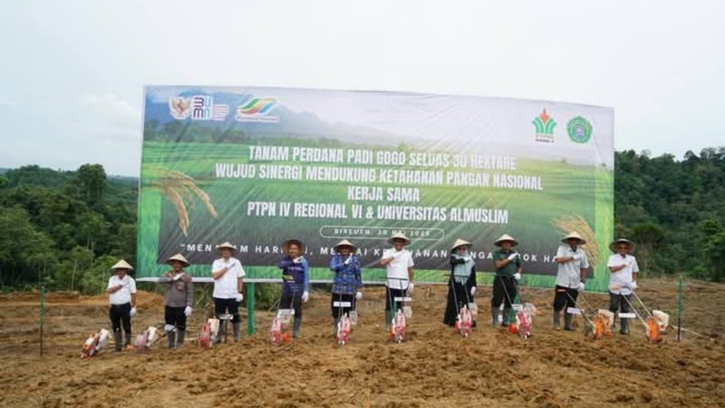 PTPN IV Regional VI Langsa entrega 1000 kg de semillas de arroz de secano para ser plantadas en tierras Umuslim.