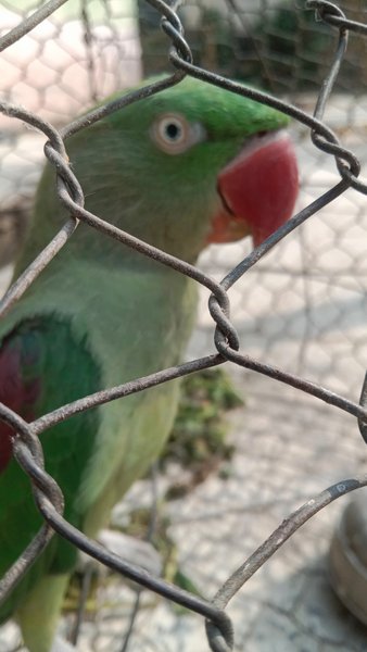 The small beautiful wildlife friend is  now  my family member.