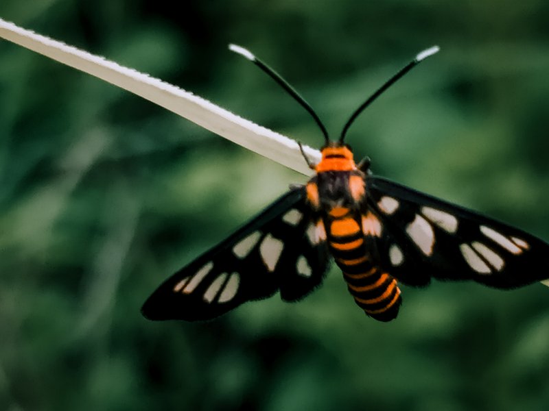 Genus Amata