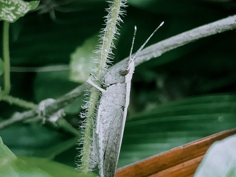 Genus Phlaeoba