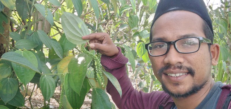 Plant pepper trees in the garden until they bear fruit