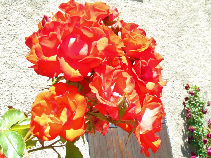 Red flower